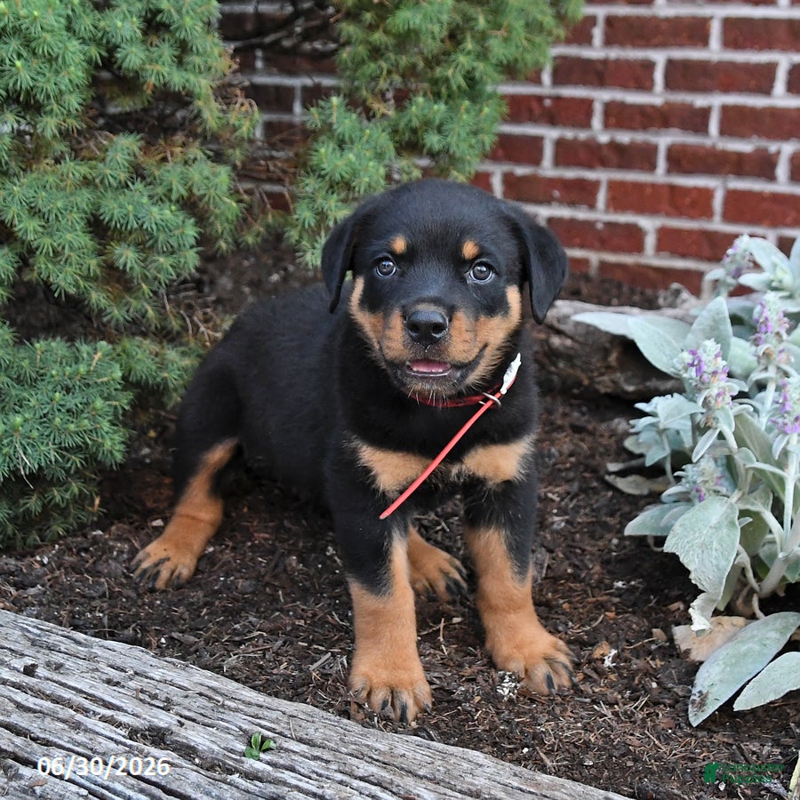 Rottweiler dogs Boots - Ad 2
