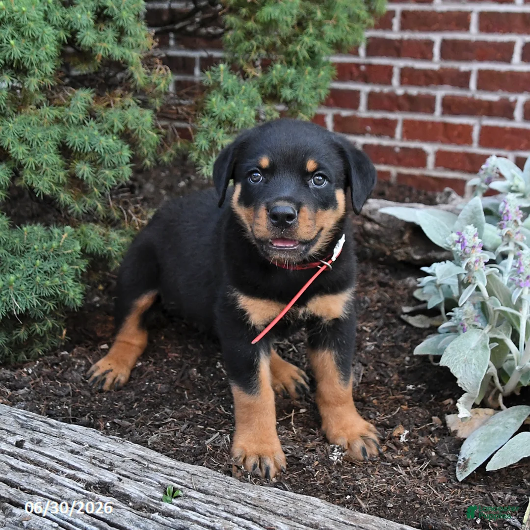 Rottweiler dogs for sale: Boots - Ad 2