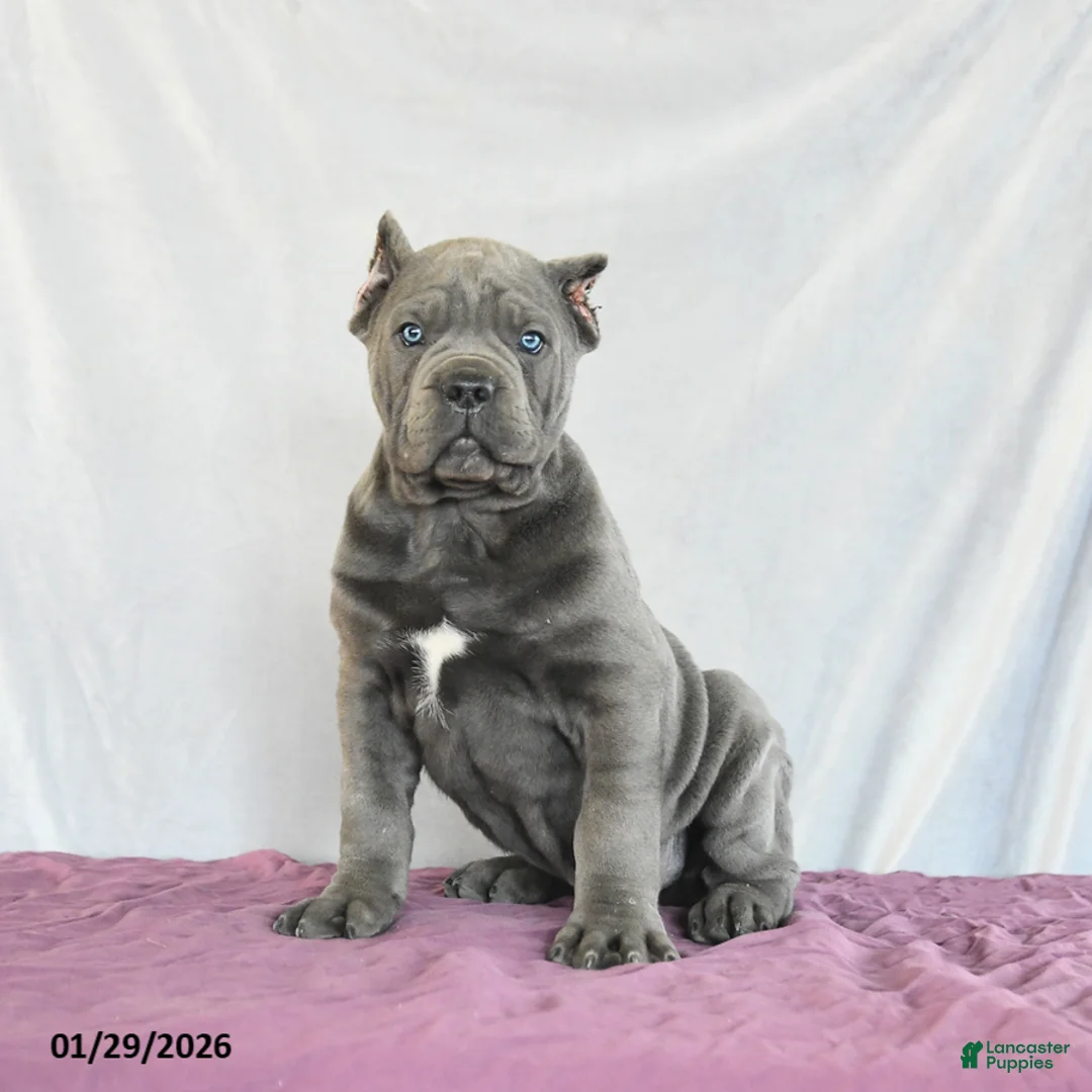 Cane Corso dogs for sale: Maxwell - Ad 5