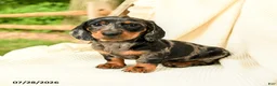 Miniature Dachshund dogs for sale: Dennis - Ad 4