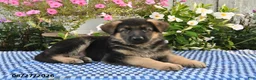 German Shepherd dogs for sale: Gunnar - Ad 3