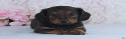 Miniature Dachshund dogs for sale: Sadie - Ad 1