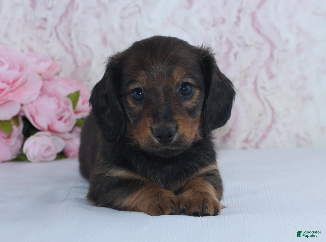 Miniature Dachshund dogs for sale: Sadie - Ad 1