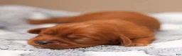 Cavalier King Charles Spaniel dogs for sale: Olive Cavalier King Charles Spaniel  - Ad 5