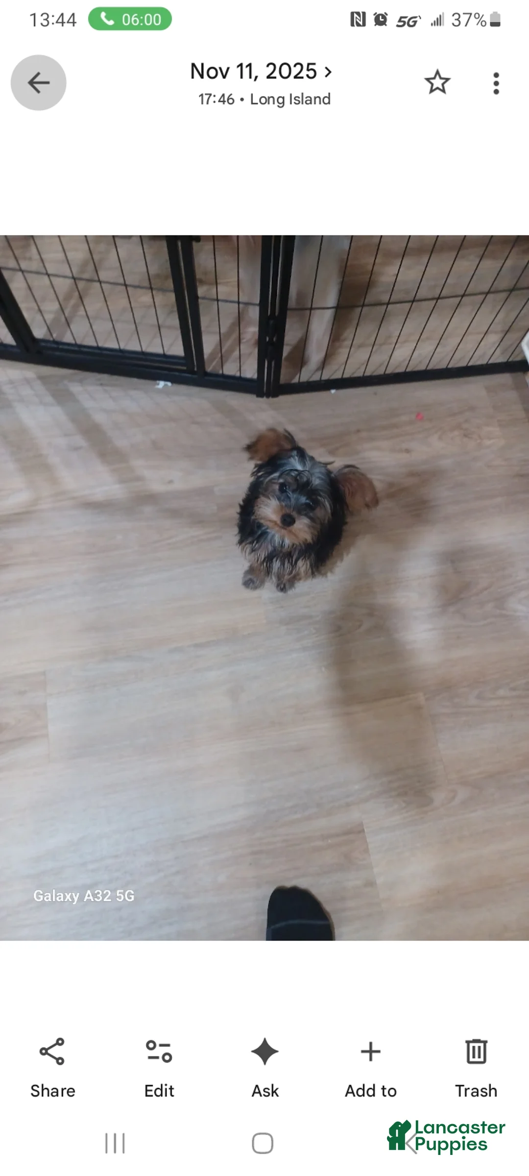 Yorkshire Terrier dogs for sale: Yorkshire Terrier Puppy 1 - Ad 3