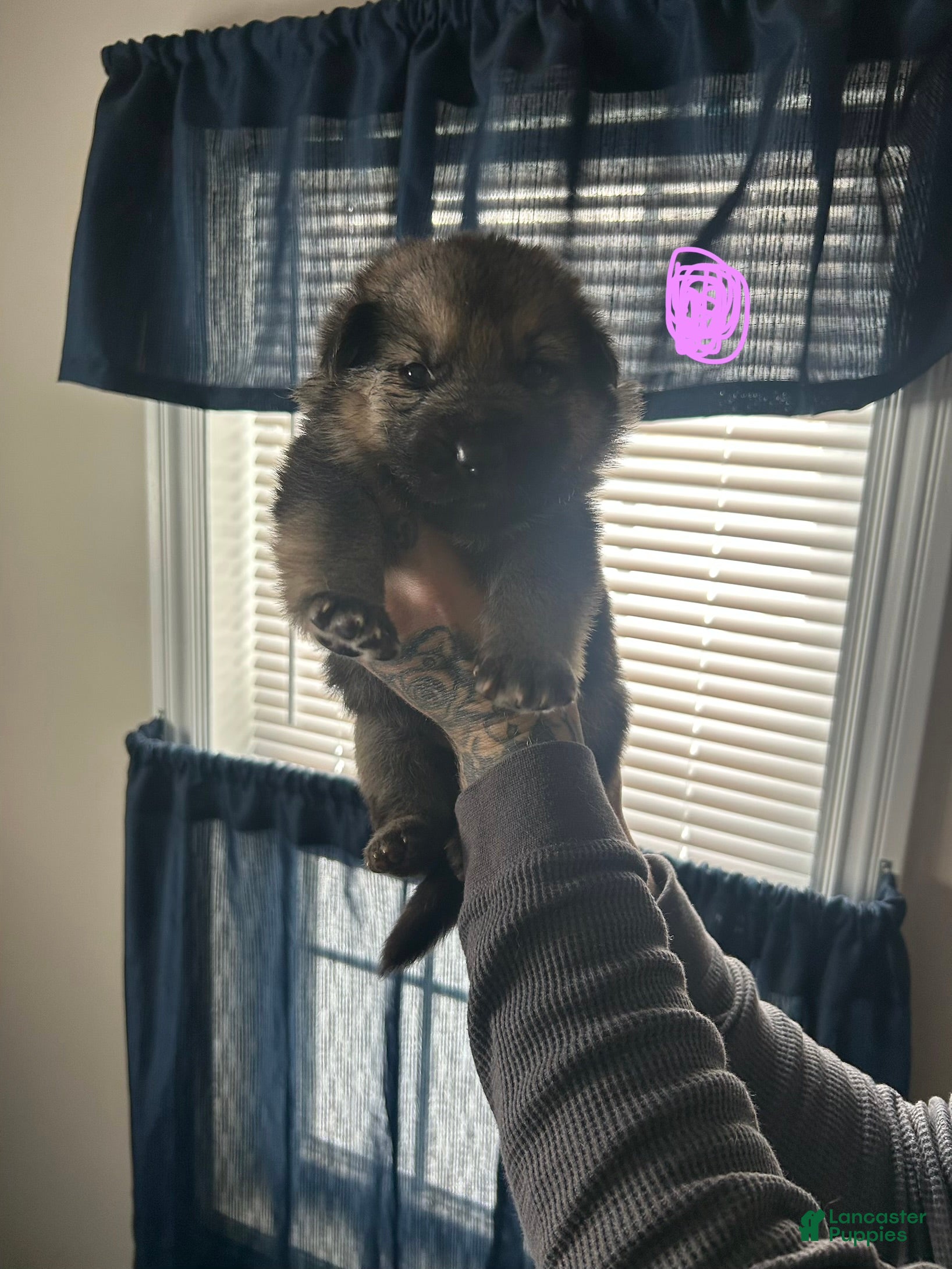 German Shepherd dogs German Shepherd Puppy 6 - Ad 40