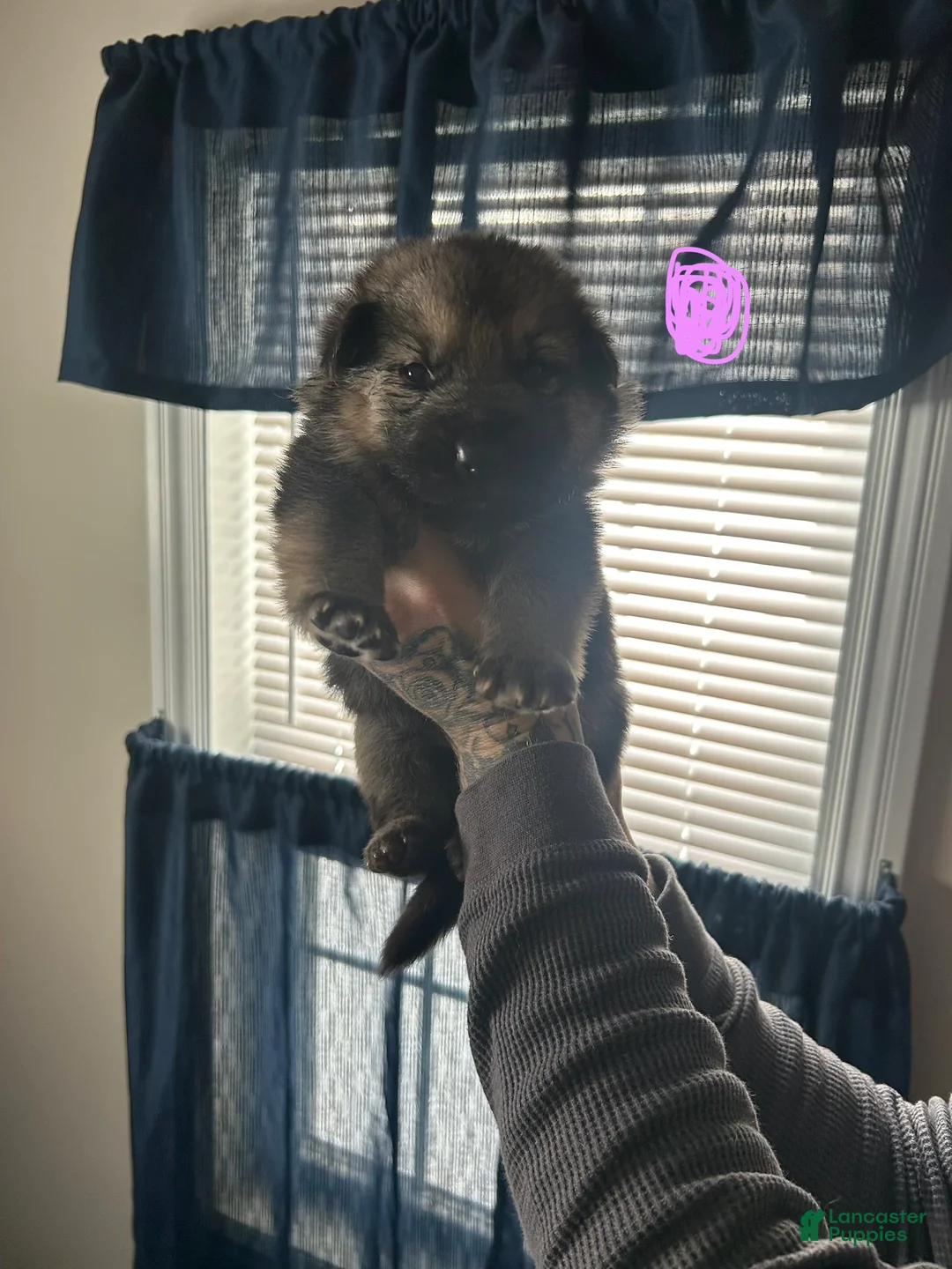 German Shepherd dogs for sale: German Shepherd Puppy 6 - Ad 1