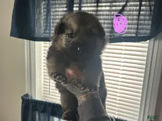 German Shepherd dogs German Shepherd Puppy 6 - Ad 40