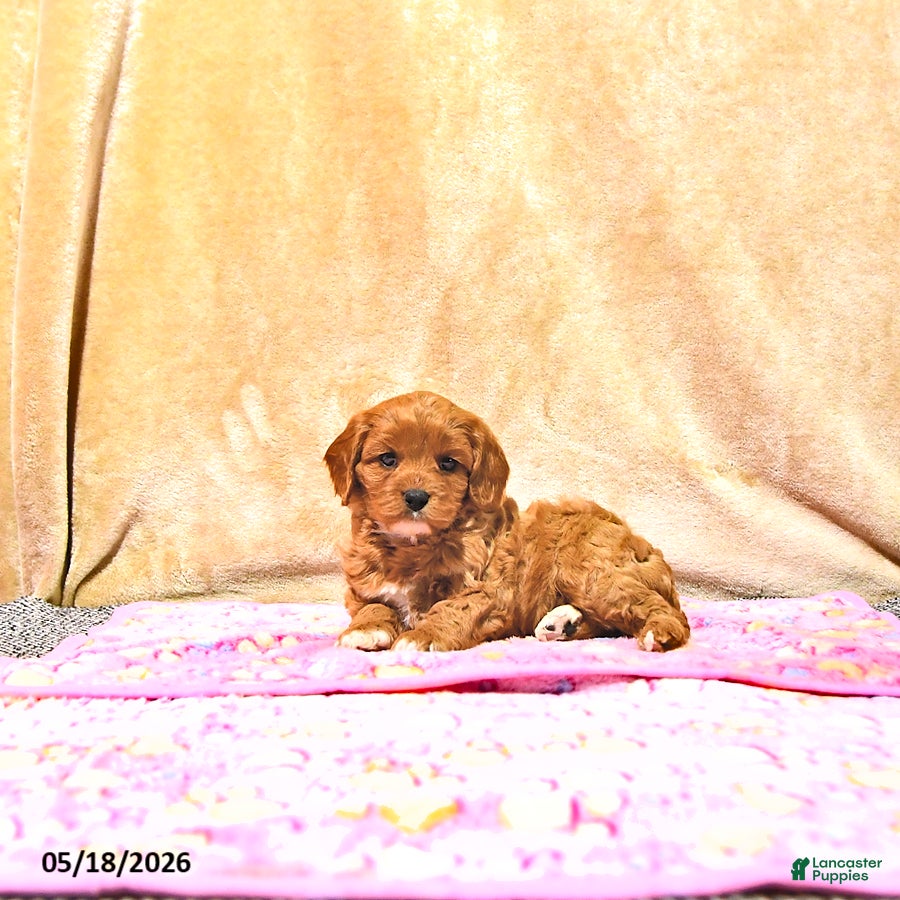 Cavapoo dogs Mercy - Ad 2