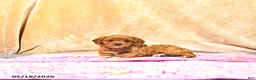 Cavapoo dogs for sale: Mercy - Ad 2