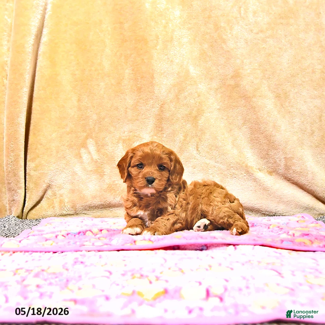 Cavapoo dogs for sale: Mercy - Ad 2