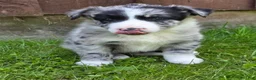 Border Collie dogs for sale: Homer - Ad 2