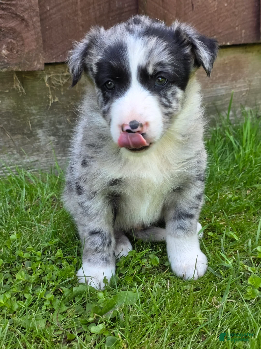 Border Collie dogs for sale: Homer - Ad 2