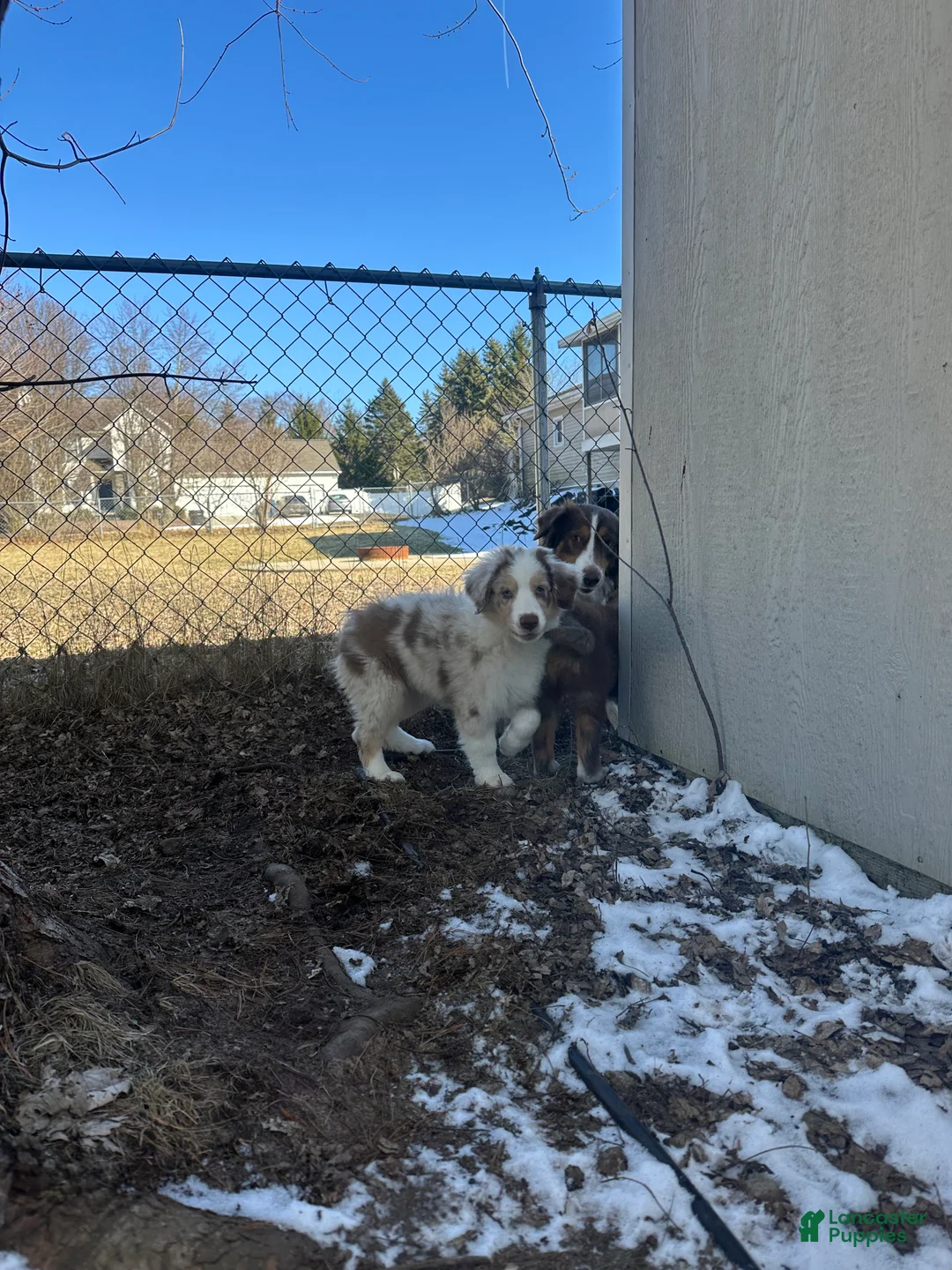 Australian Shepherd dogs for sale: Enchanted Mushroom - Ad 1