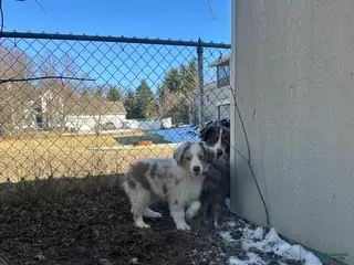 Australian Shepherd dogs Enchanted Mushroom - Ad 24