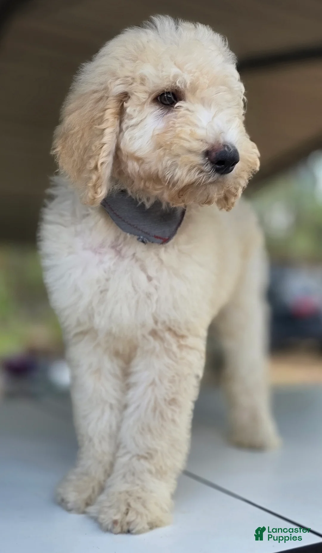 Goldendoodle dogs for sale: Tye - Ad 5