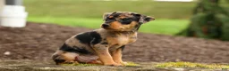 Miniature Pinscher dogs for sale: ACE - Ad 17