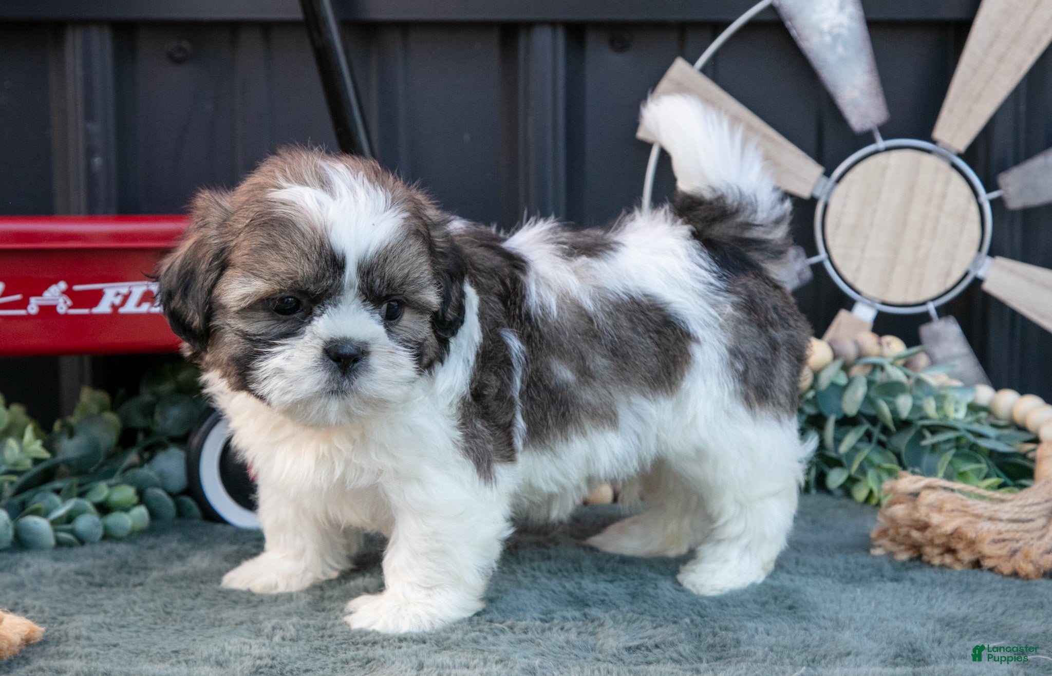 Shih Tzu dogs Marco - Ad 1