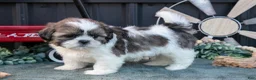 Shih Tzu dogs for sale: Marco - Ad 1