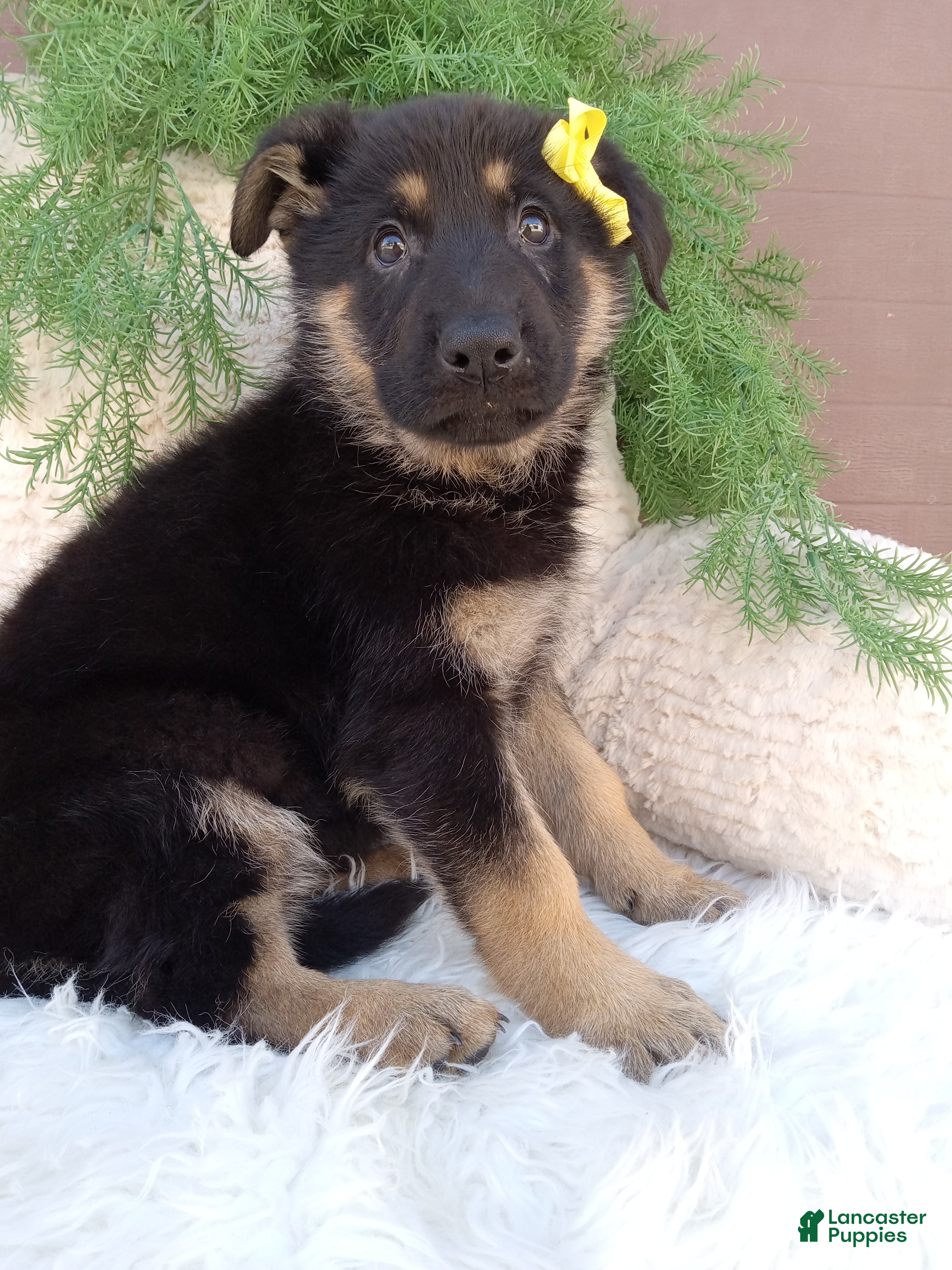 German Shepherd dogs Nova - Ad 2