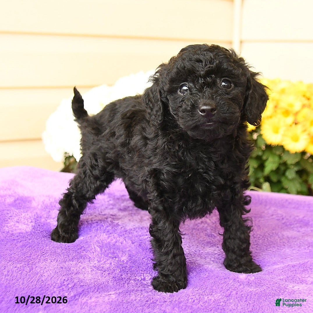 Toy Poodle dogs for sale: Sterling - Ad 1