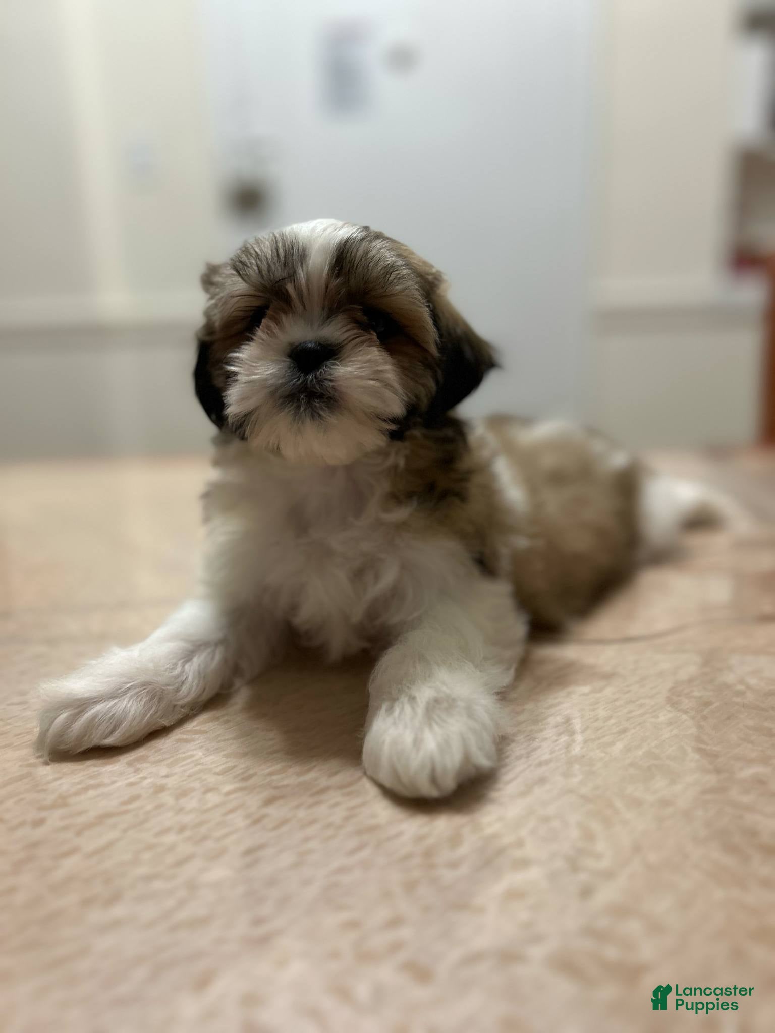 Shih Tzu dogs Isabella - Ad 42