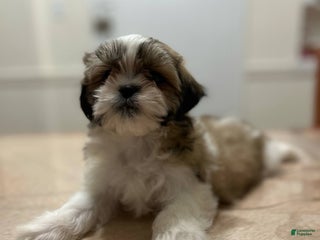 Shih Tzu dogs Isabella - Ad 28