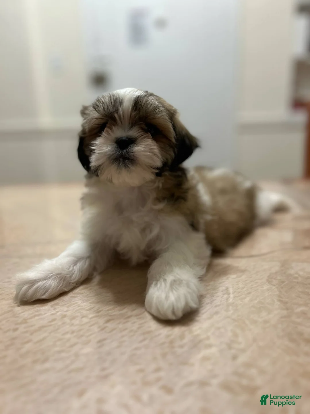 Shih Tzu dogs for sale: Isabella - Ad 1