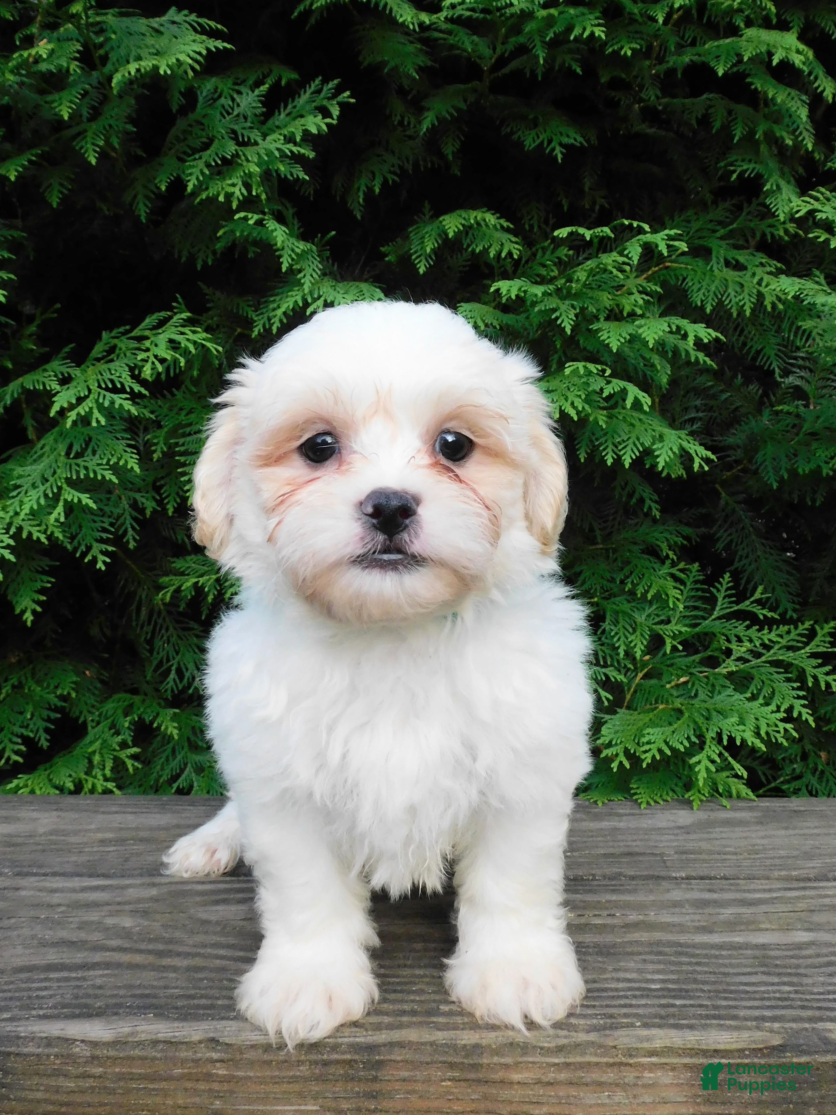 Teddy Bear dogs Romeo  - Ad 2
