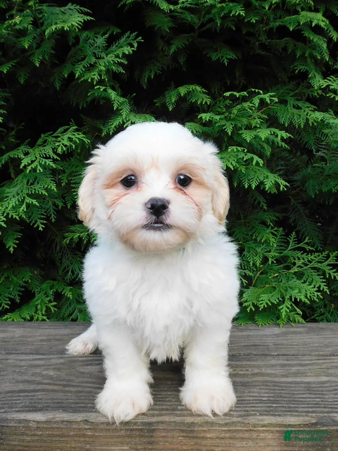Teddy Bear dogs for sale: Romeo  - Ad 2