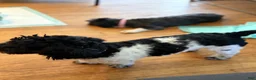 Shorkie dogs for sale: Shorkie 5 - Ad 3