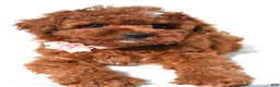 Cavapoo dogs for sale: Annabell - Ad 6