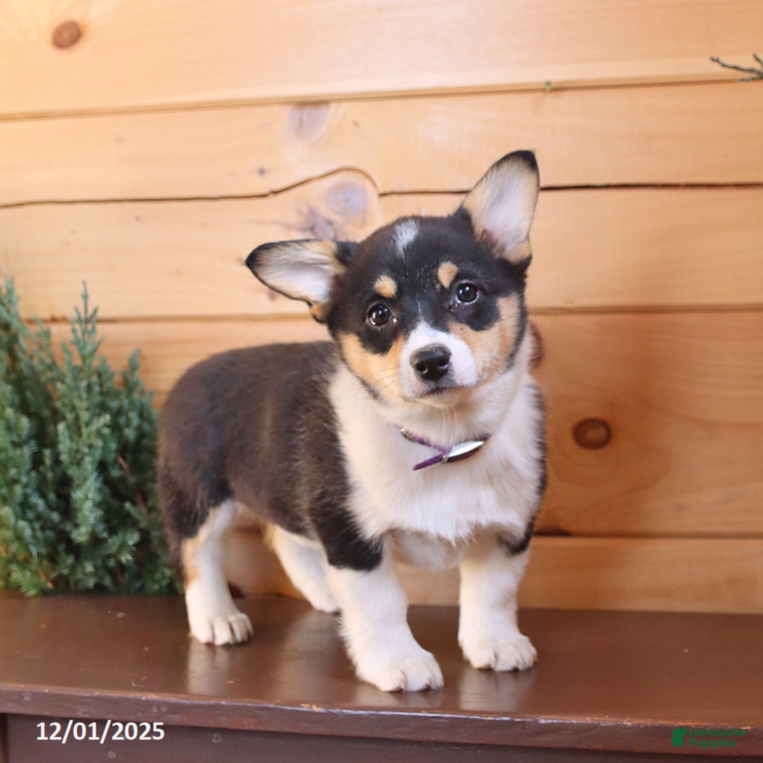 Welsh Corgi Pembroke dogs for sale: Sherri - Ad 1