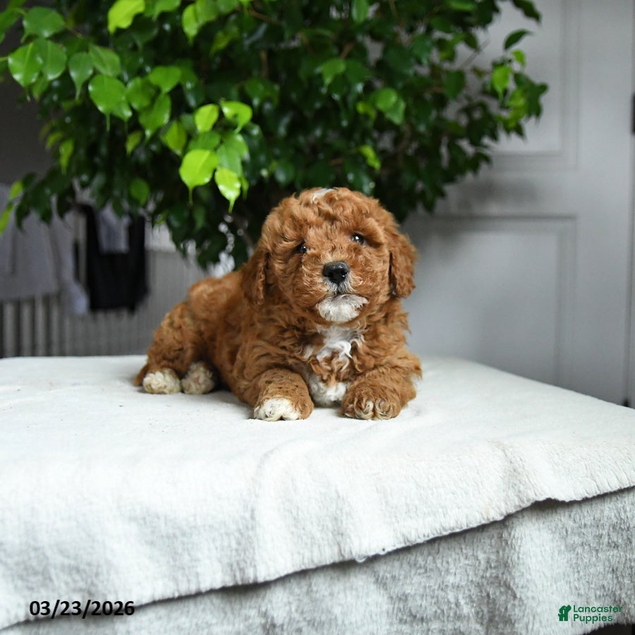Miniature Poodle dogs Collin - Ad 1