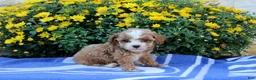 Pomeranian dogs for sale: Kayden - Ad 4