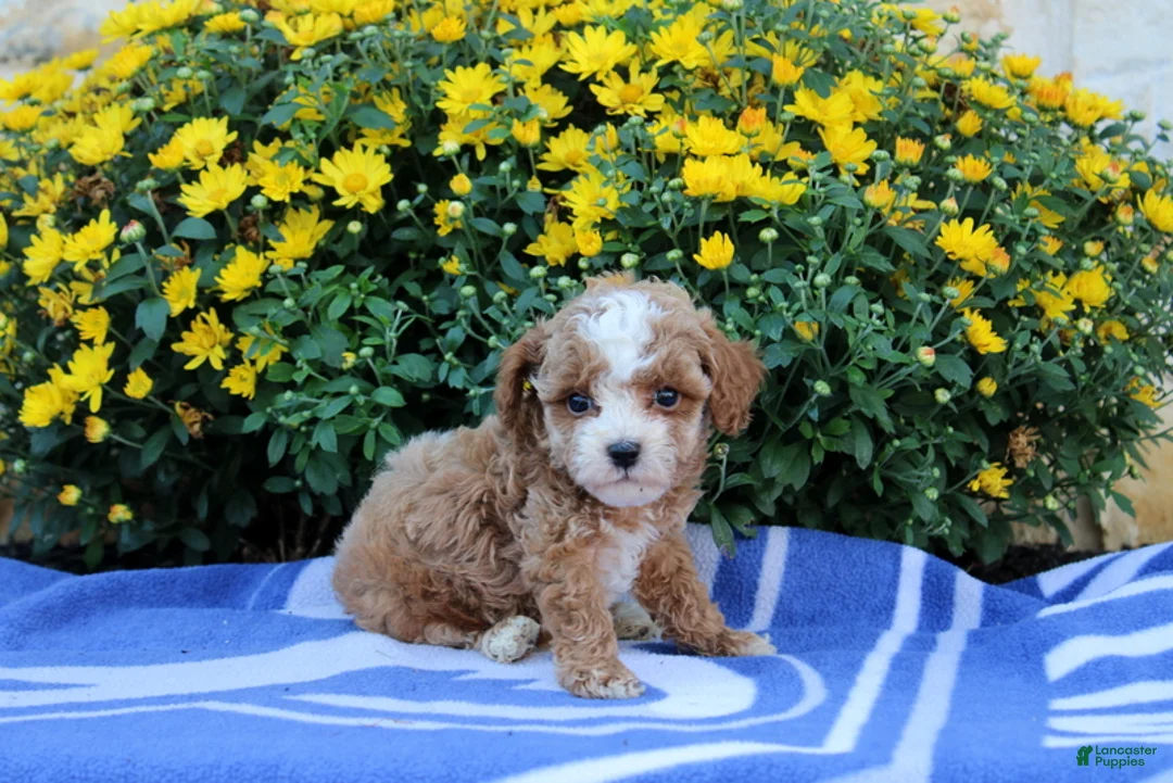 Pomeranian dogs for sale: Kayden - Ad 4