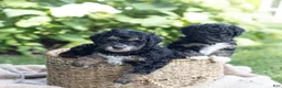 Mini Bernedoodle dogs for sale: Winston - Ad 3