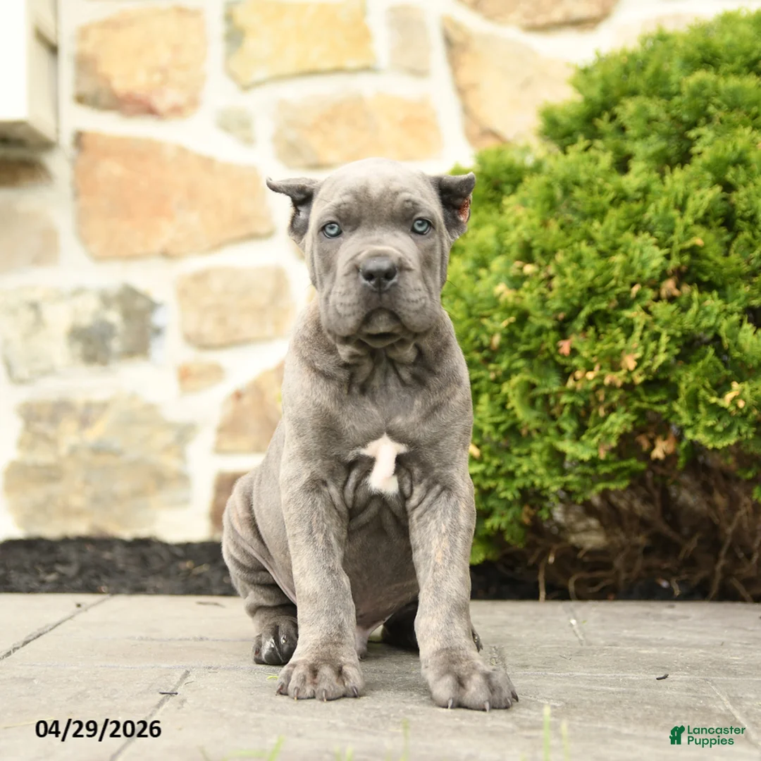 Cane Corso dogs for sale: Jax - Ad 1