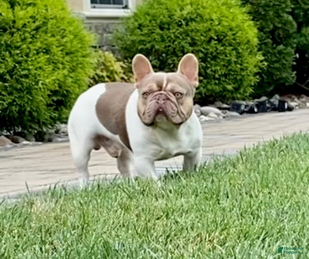 French Bulldog dogs for stud: Isabella pied/Lilac tan carrying testable STUD - Ad 1
