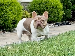 French Bulldog dogs Isabella pied/Lilac tan carrying testable STUD - Ad 1