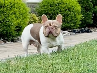 French Bulldog dogs Isabella pied/Lilac tan carrying testable STUD - Ad 2