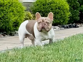 French Bulldog dogs Isabella pied/Lilac tan carrying testable STUD - Ad 3