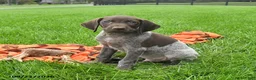 German Shorthaired Pointer dogs for sale: Shiner - Ad 1