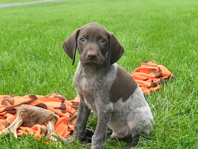 German Shorthaired Pointer dogs for sale: Shiner - Ad 1
