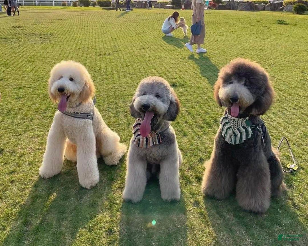 Standard Poodle dogs for sale: Standard Poodle Puppy 3 - Ad 3