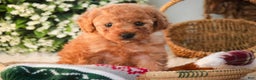Miniature Poodle dogs for sale: Hudson - Ad 2