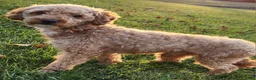 Cavapoo dogs for sale: Pippin - Ad 6