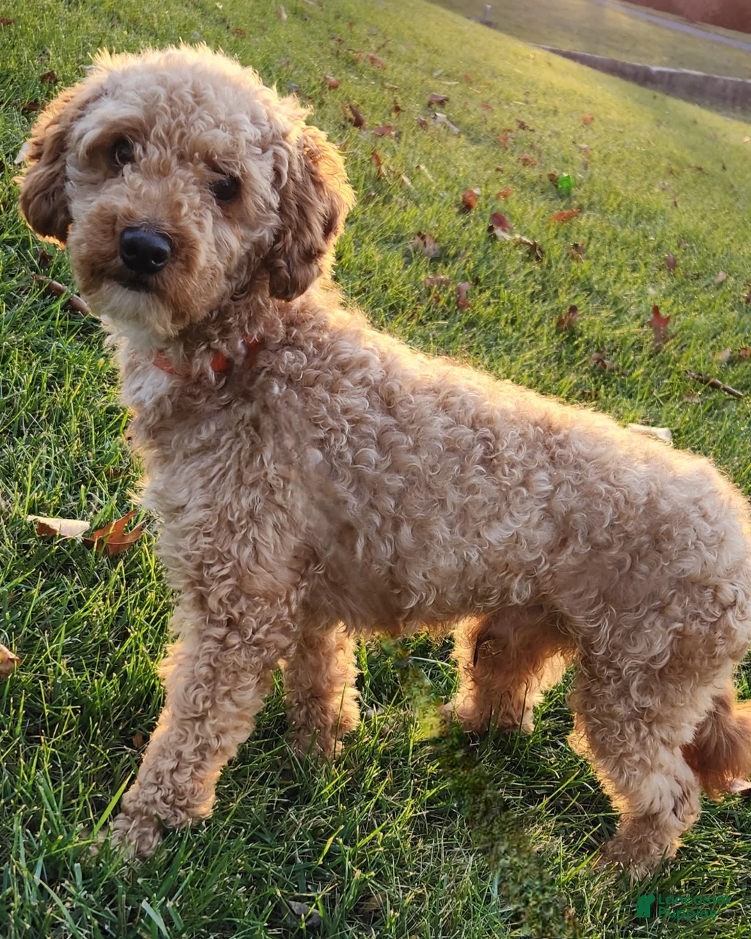 Cavapoo dogs for sale: Pippin - Ad 6