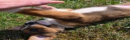 Mixed Breed dogs for sale: Mixed Breed Puppy 2 - Ad 2