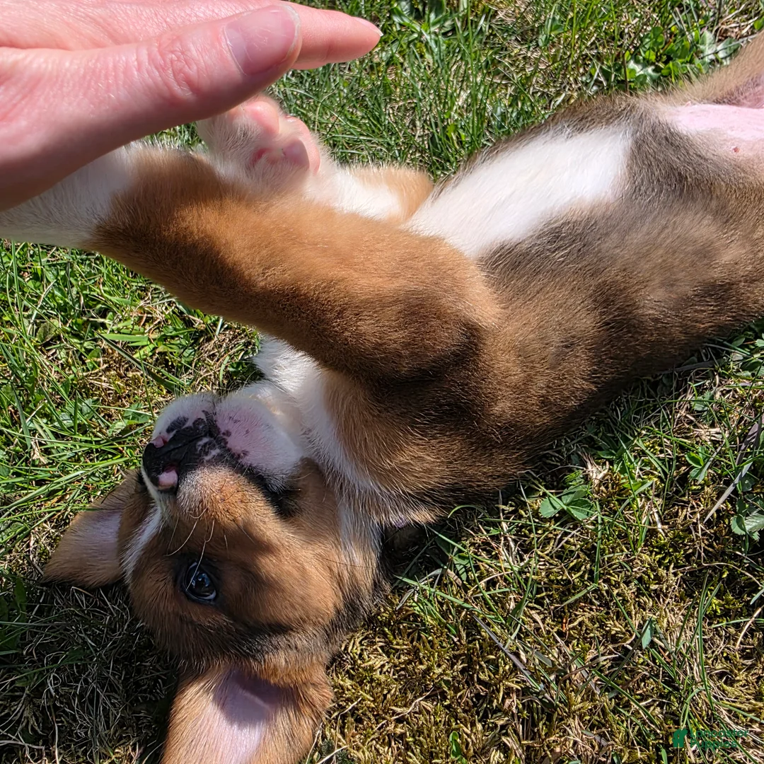 Mixed Breed dogs for sale: Mixed Breed Puppy 2 - Ad 2
